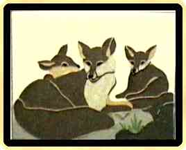 fox