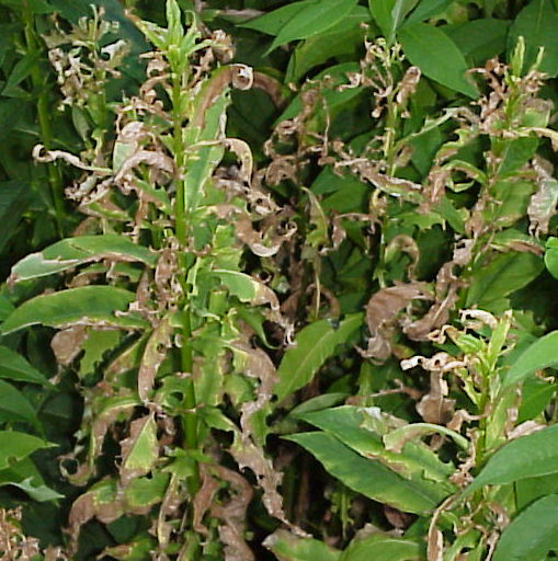 Phlox Peniculata leaves are browning